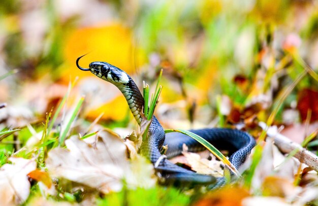 Nahaufnahme eines Insekten auf einer Pflanze