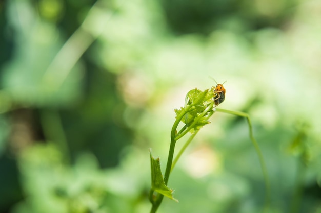 Nahaufnahme eines Insekten auf einer Pflanze