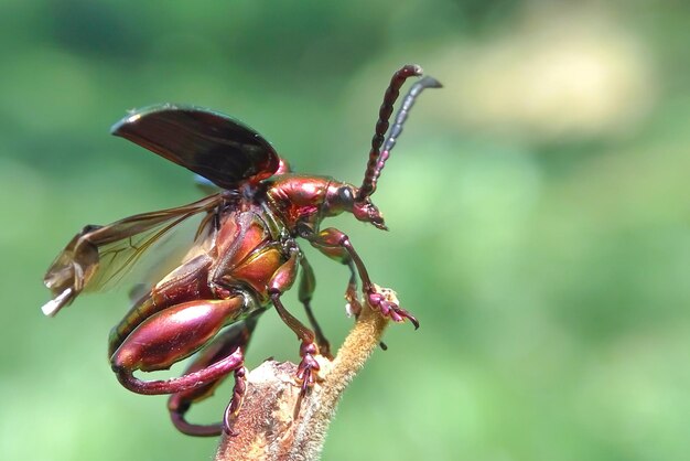 Foto nahaufnahme eines insekten auf einer pflanze