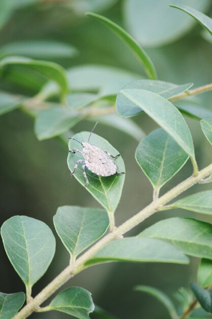 Nahaufnahme eines Insekten auf einer Pflanze