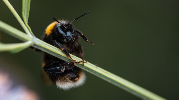Nahaufnahme eines Insekten auf einer Pflanze