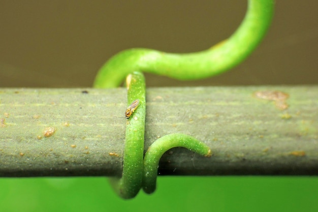 Foto nahaufnahme eines insekten auf einer pflanze