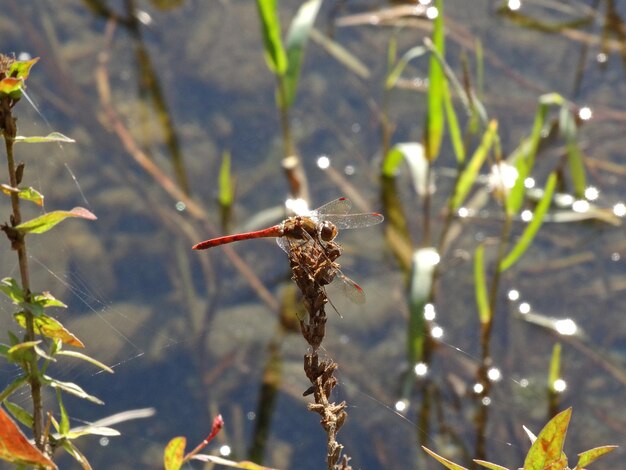 Foto nahaufnahme eines insekten auf einer pflanze