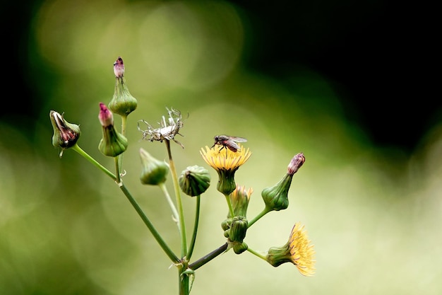 Nahaufnahme eines Insekten auf einer Pflanze