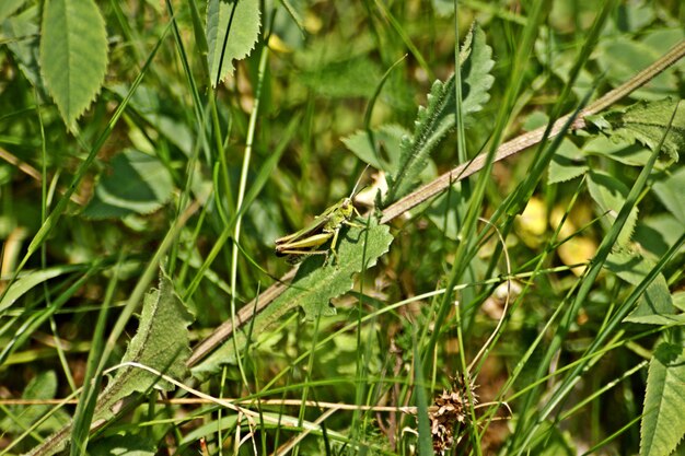 Foto nahaufnahme eines insekten auf einer pflanze