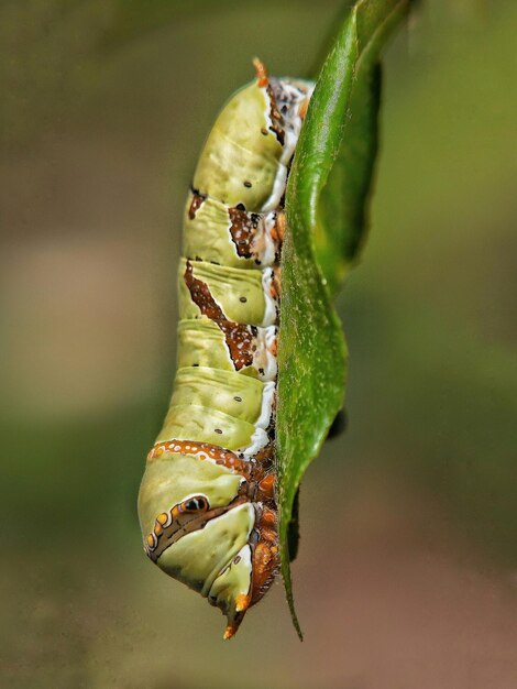 Nahaufnahme eines Insekten auf einer Pflanze