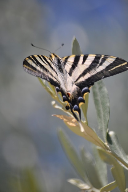 Foto nahaufnahme eines insekten auf einer pflanze