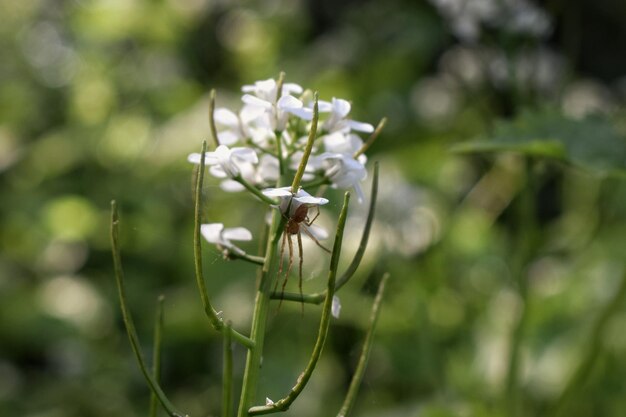 Foto nahaufnahme eines insekten auf einer pflanze