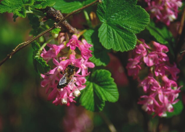 Foto nahaufnahme eines insekten auf einer rosa blühenden pflanze