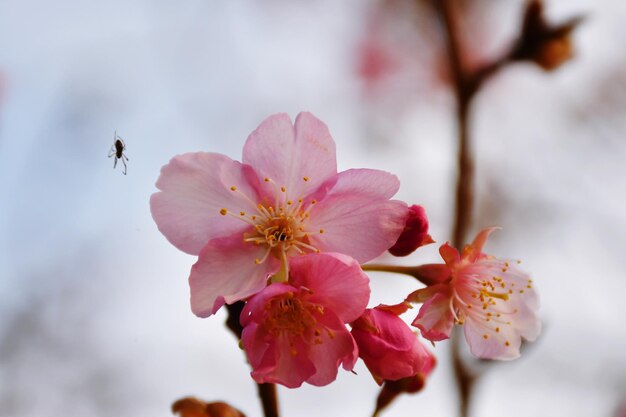 Foto nahaufnahme eines insekten auf einer rosa kirschblüte