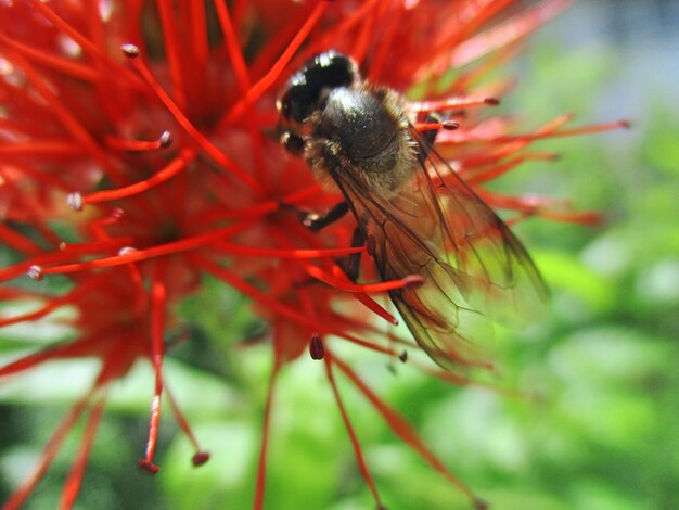 Foto nahaufnahme eines insekten auf einer roten blume
