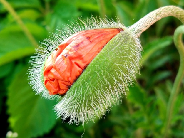 Nahaufnahme eines Insekten auf einer roten Blume