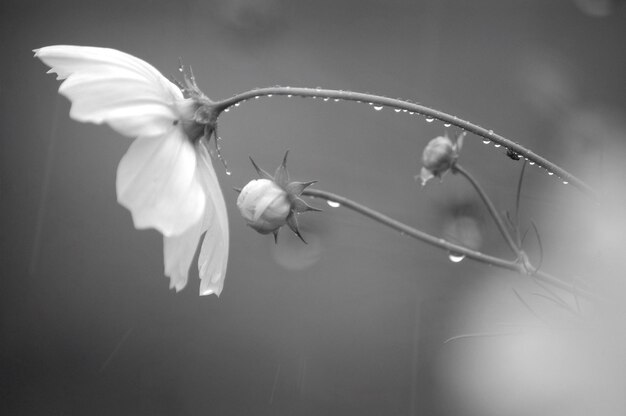 Foto nahaufnahme eines insekten auf einer weißen blume