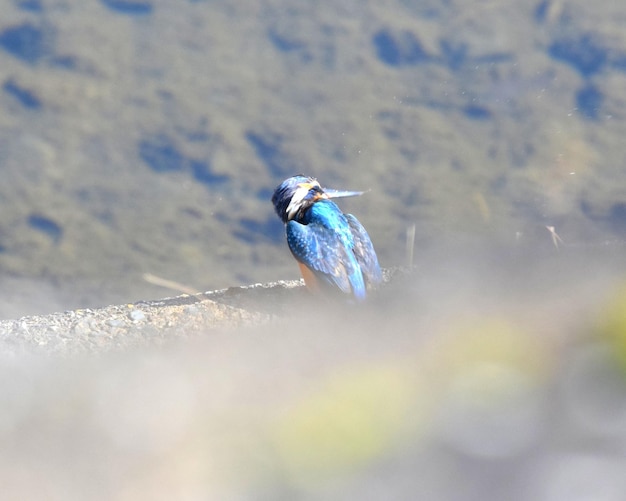 Nahaufnahme eines Insekten auf gefrorenem Wasser