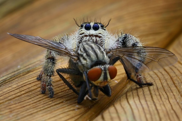 Foto nahaufnahme eines insekten auf holz