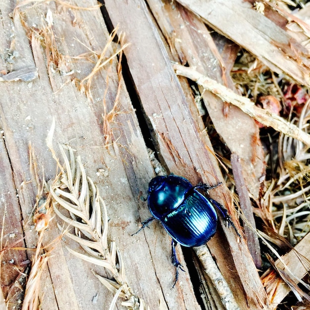 Foto nahaufnahme eines insekten auf holz