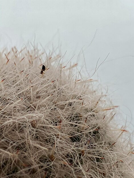 Foto nahaufnahme eines insekten auf trockenem gras