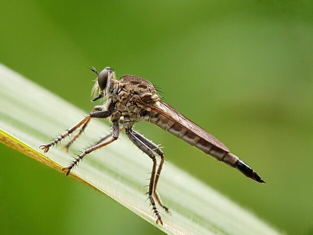 Foto nahaufnahme eines insekten, das auf einem blatt sitzt