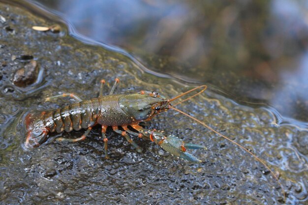 Foto nahaufnahme eines insekten im meer