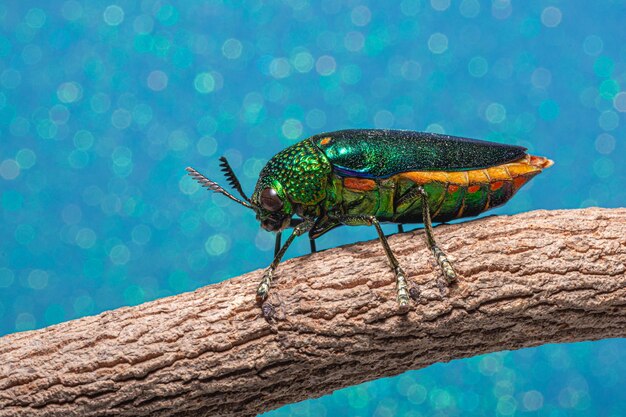 Foto nahaufnahme eines insekten im schwimmbad