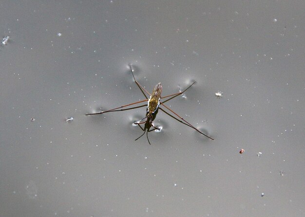 Foto nahaufnahme eines insekten im wasser