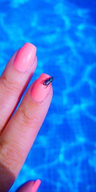 Nahaufnahme eines Insekten in der Hand