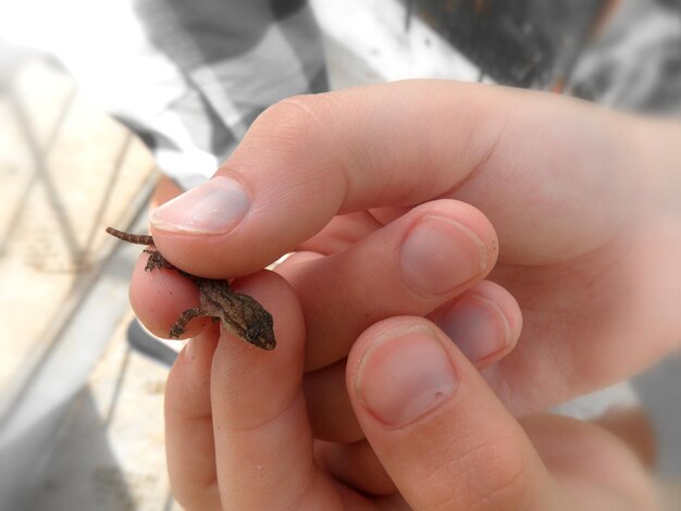 Foto nahaufnahme eines insekten in der hand