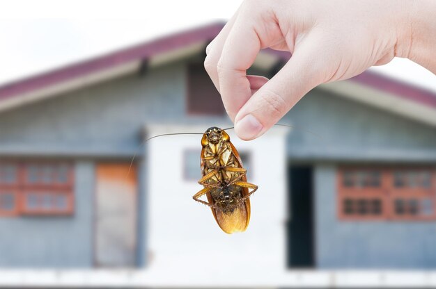 Foto nahaufnahme eines insekten in der hand