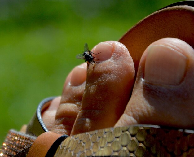 Foto nahaufnahme eines insekten in der hand