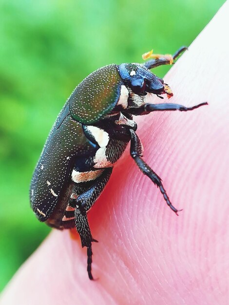 Foto nahaufnahme eines insekten in der hand