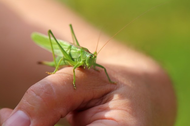 Foto nahaufnahme eines insekten in der hand