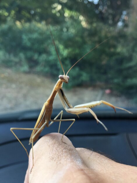 Foto nahaufnahme eines insekten in der hand
