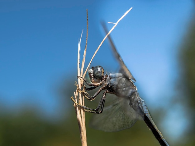 Foto nahaufnahme eines insekten vor blauem himmel