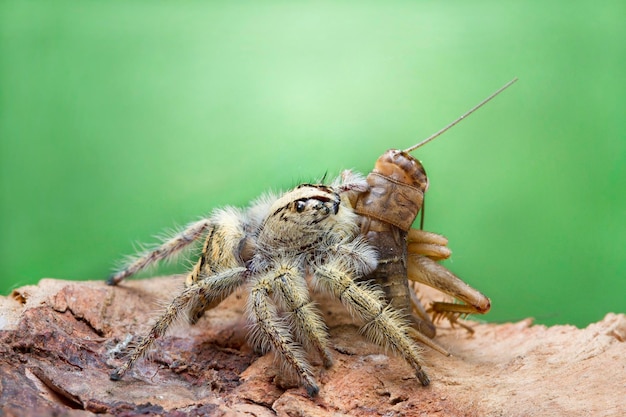 Nahaufnahme eines Insekten