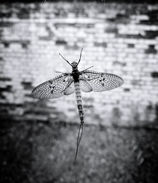 Foto nahaufnahme eines insekten