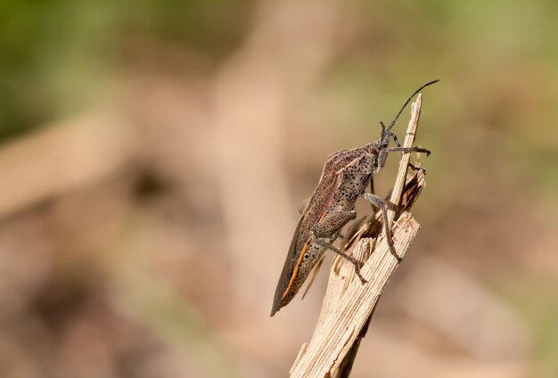 Nahaufnahme eines Insekten