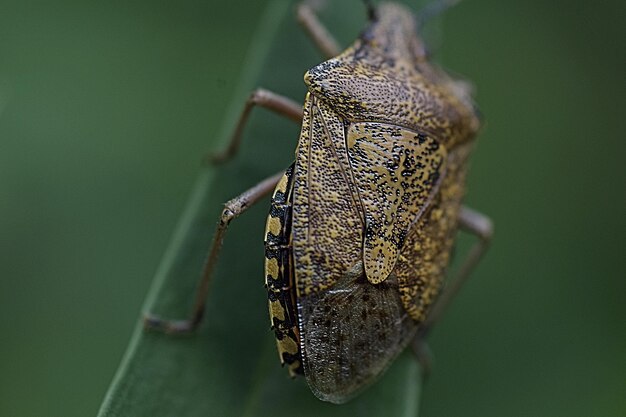 Foto nahaufnahme eines insekten