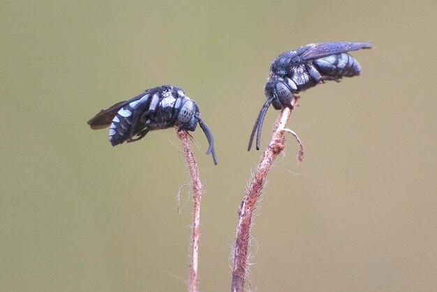 Foto nahaufnahme eines insekten