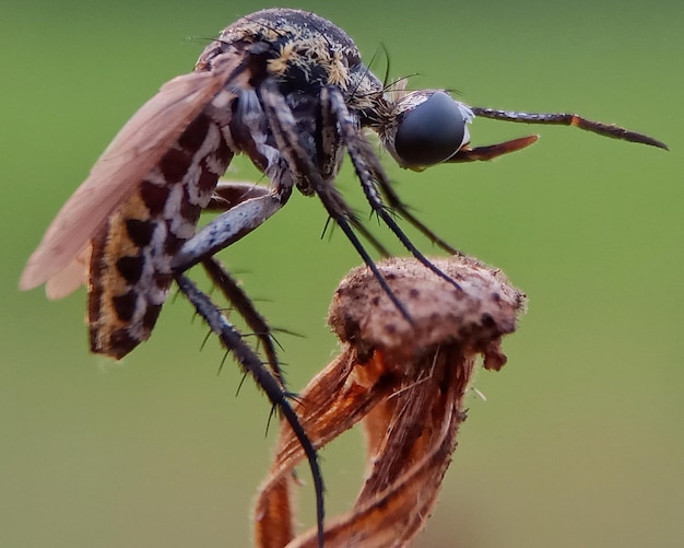 Foto nahaufnahme eines insekten