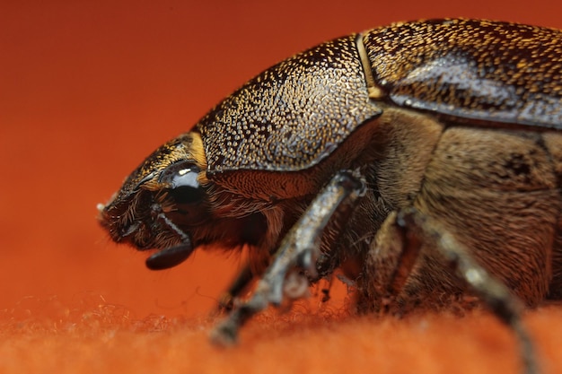 Nahaufnahme eines Insekten