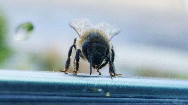 Foto nahaufnahme eines insekten