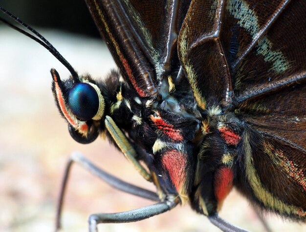 Foto nahaufnahme eines insekten