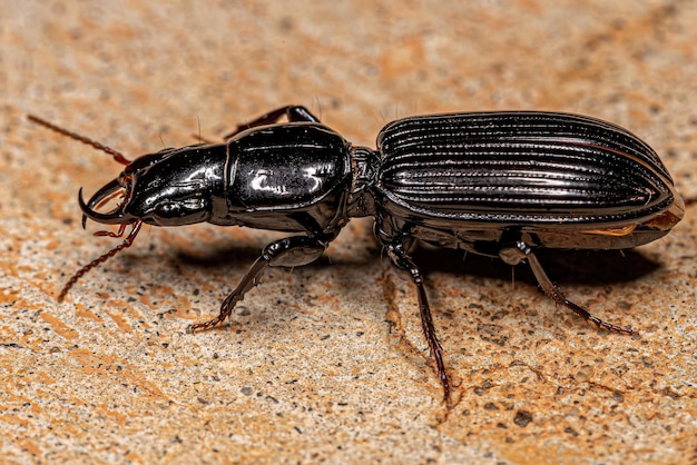 Foto nahaufnahme eines insekten