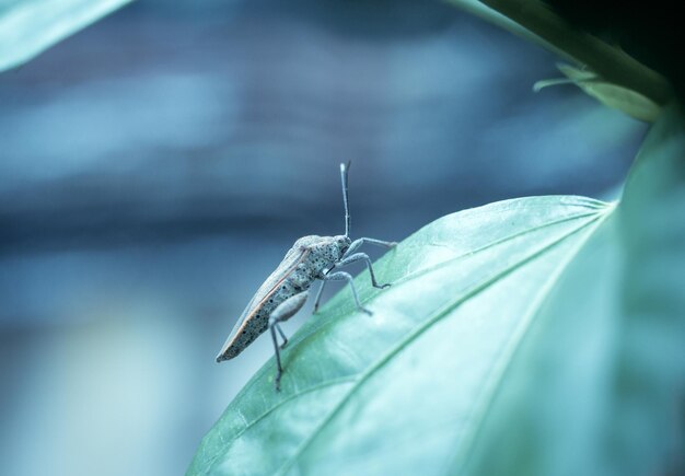 Nahaufnahme eines Insekten