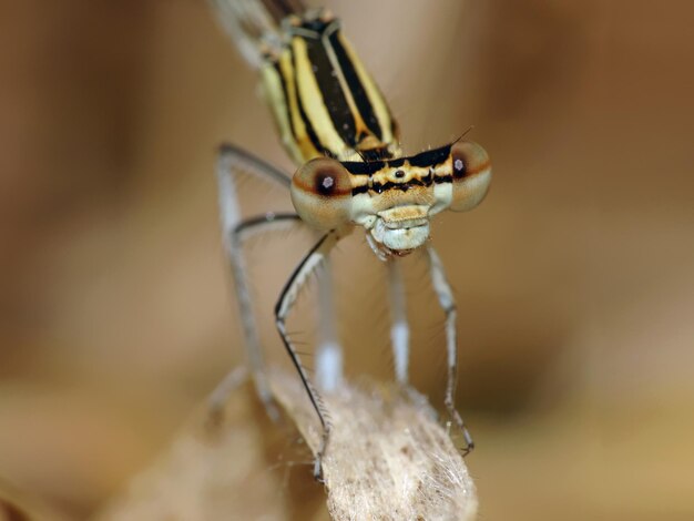 Foto nahaufnahme eines insekten