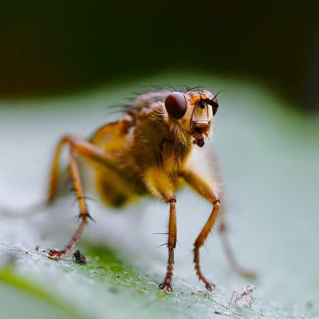 Nahaufnahme eines Insekten