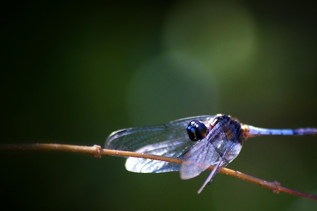 Foto nahaufnahme eines insekten