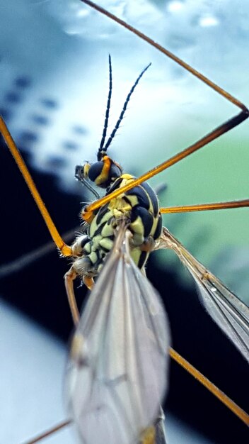 Foto nahaufnahme eines insekten