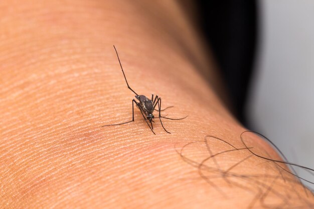 Foto nahaufnahme eines insekten