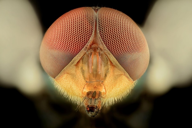 Foto nahaufnahme eines insekten